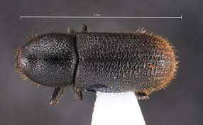 Attēlu rezultāti vaicājumam “Hylastes sp.”