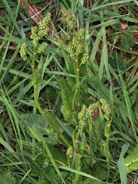 Attēlu rezultāti vaicājumam “Rumex acetosa flower”
