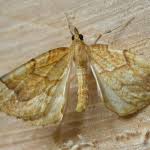 Attēlu rezultāti vaicājumam “Eulithis mellinata”