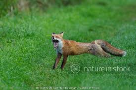 Attēlu rezultāti vaicājumam “Vulpes vulpes  adult”