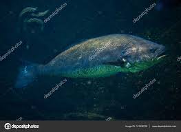 Image result for Argyrosomus regius