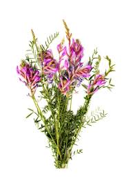 Attēlu rezultāti vaicājumam “Astragalus arenarius flower”