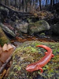 Attēlu rezultāti vaicājumam “Lycogala convexum”