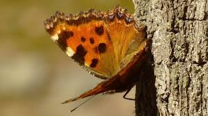 Attēlu rezultāti vaicājumam “Nymphalis xanthomelas larva”