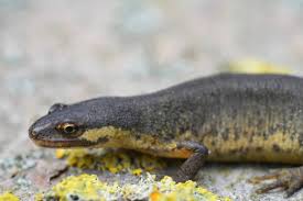 Attēlu rezultāti vaicājumam “Triturus vulgaris female”