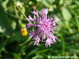 Attēlu rezultāti vaicājumam “Centaurea scabiosa flower”
