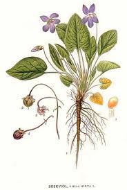 Attēlu rezultāti vaicājumam “Viola hirta flower”