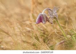 Attēlu rezultāti vaicājumam “Pulsatilla pratensis”