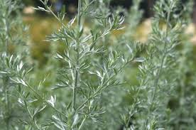 Image result for Artemisia gmelinii