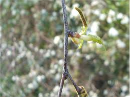 Attēlu rezultāti vaicājumam “Betula pendula flower”