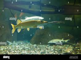 Image result for Esox masquinongy