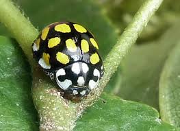 Attēlu rezultāti vaicājumam “Sospita vigintiguttata”