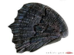 Attēlu rezultāti vaicājumam “Inachis io underside”