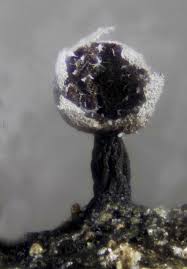 Attēlu rezultāti vaicājumam “Physarum orbis”