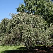 Attēlu rezultāti vaicājumam “Betula pendula Youngii”