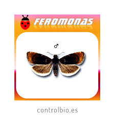 Attēlu rezultāti vaicājumam “Pammene rhediella”