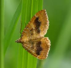 Attēlu rezultāti vaicājumam “Camptogramma bilineata”