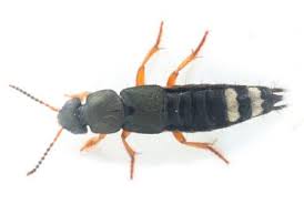 Attēlu rezultāti vaicājumam “Platydracus fulvipes”