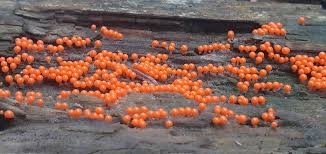 Attēlu rezultāti vaicājumam “Hemitrichia decipiens”