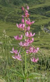 Attēlu rezultāti vaicājumam “Lilium martagon flower”