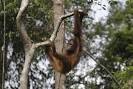 Survey: Humans Put Orangutans at Risk - Southeast Asia Real Time - WSJ