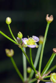 Attēlu rezultāti vaicājumam “Alisma plantago-aquatica flower”
