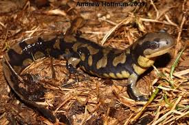 Attēlu rezultāti vaicājumam “Diderma tigrinum macro”