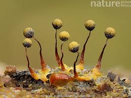 Attēlu rezultāti vaicājumam “Cribraria aurantiaca macro”