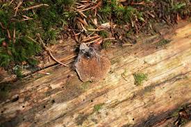 Attēlu rezultāti vaicājumam “Phellinus chrysoloma”
