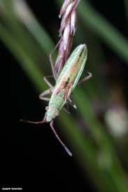 Attēlu rezultāti vaicājumam “Myrmus miriformis”