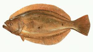 Image result for Paralichthys lethostigma