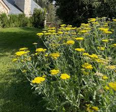 Image result for Achillea millefolium