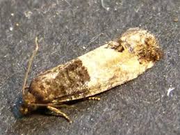 Attēlu rezultāti vaicājumam “Spilonota ocellana”