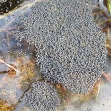 Attēlu rezultāti vaicājumam “Hypogastrura sp.”