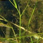 Attēlu rezultāti vaicājumam “Potamogeton trichoides leaf”