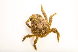 Attēlu rezultāti vaicājumam “Cribraria tenella macro”