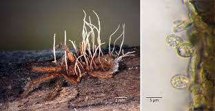 Attēlu rezultāti vaicājumam “Torrubiella arachnophila”