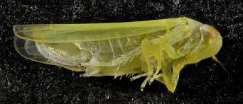 Attēlu rezultāti vaicājumam “Aphrophora alni nymph”