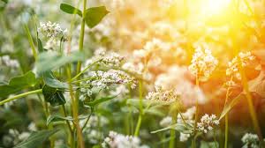 Attēlu rezultāti vaicājumam “Fagopyrum esculentum flower”