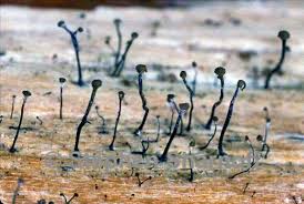 Attēlu rezultāti vaicājumam “Chaenotheca brunneola”