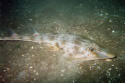 Image result for Rhinobatos rhinobatos