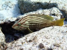 Image result for Epinephelus costae
