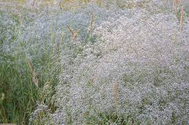 Attēlu rezultāti vaicājumam “Gypsophila paniculata”