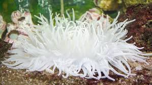 Attēlu rezultāti vaicājumam “Tranzschelia anemones”