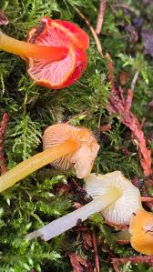 Attēlu rezultāti vaicājumam “Hygrocybe sp.”