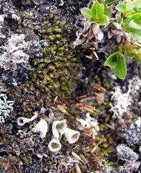 Attēlu rezultāti vaicājumam “Encalypta”