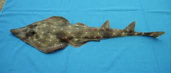 Image result for Pseudobatos lentiginosus