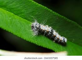 Attēlu rezultāti vaicājumam “Lithosia quadra female”