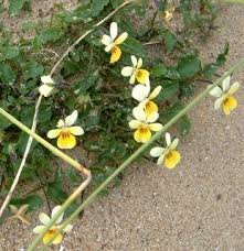 Attēlu rezultāti vaicājumam “Viola tricolor subsp. curtisii flower”