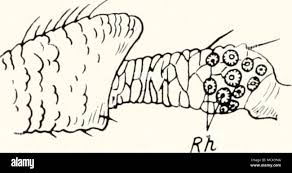 Attēlu rezultāti vaicājumam “Psylla alni nymph”